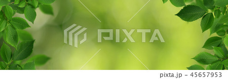 Decorative frame with fresh green elm-tree leaves 45657953