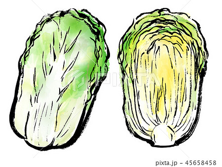 かわいい動物画像 最新白菜 イラスト フリー