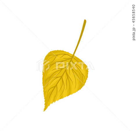 Yellow autumn birch leaf vector Illustration on a white background Yellow autumn birch leaf vector Illustration on a white background 45658540