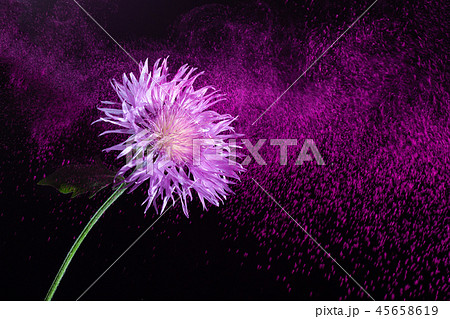 Beautiful flower on the background of flying purple dust. Beautiful flower on the background of flying purple dust. 45658619