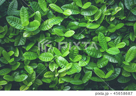 background of green leaves background of green leaves 45658687