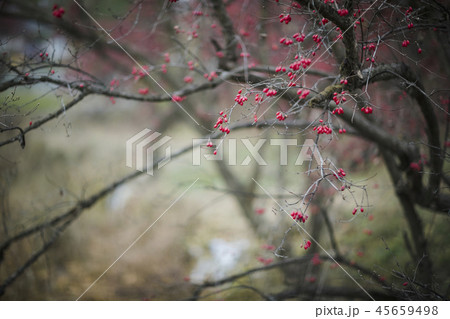 サンシュユ 実 冬 45659498