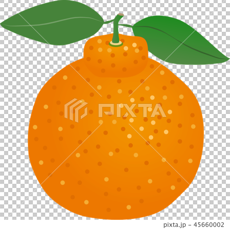 デコポン 45660002