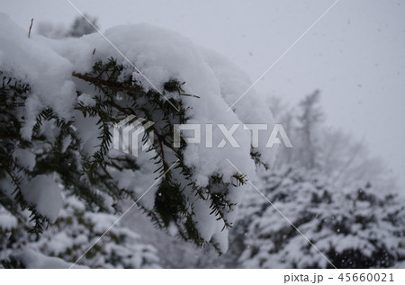 木に積もる初雪 木に積もる初雪 45660021