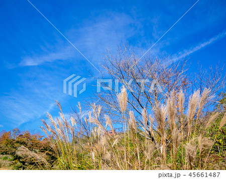 【静岡県伊豆市】秋の公園風景【すすき・修善寺虹の郷】 45661487