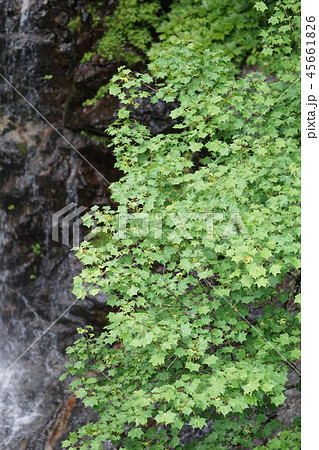 板屋楓の若葉 板屋楓の若葉 45661826
