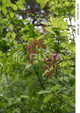小葉莢蒾 男ようぞめ 未熟な実 小葉莢蒾 男ようぞめ 未熟な実 45661830