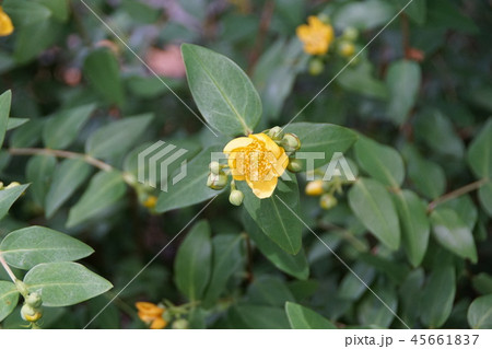 金糸梅 キンシバイ 花言葉は 太陽の輝き の写真素材