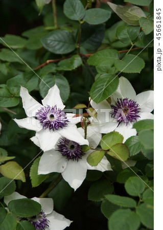 クレマチス フロリダ 花言葉は「心の美」 クレマチス フロリダ 花言葉は「心の美」 45661845