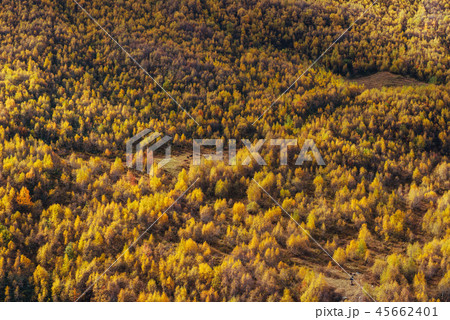 golden autumn landscape between the rocky mountains in Georgia. Malvnychi snow-capped peaks. Europe 45662401