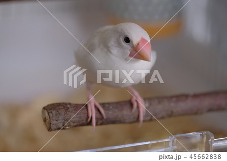 文鳥　ブンチョウ　雛　 45662838