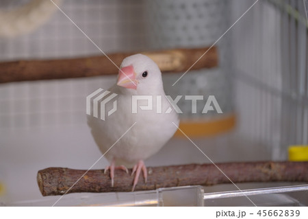 文鳥　ブンチョウ　雛　 45662839