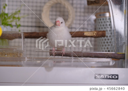 文鳥 ブンチョウ 雛 文鳥 ブンチョウ 雛 45662840