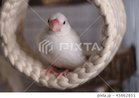 文鳥　ブンチョウ　雛　 45662851