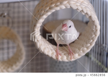 文鳥　ブンチョウ　雛　 45662856