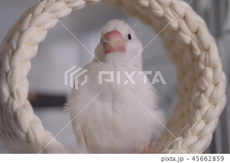 文鳥 ブンチョウ 雛 文鳥 ブンチョウ 雛 45662859