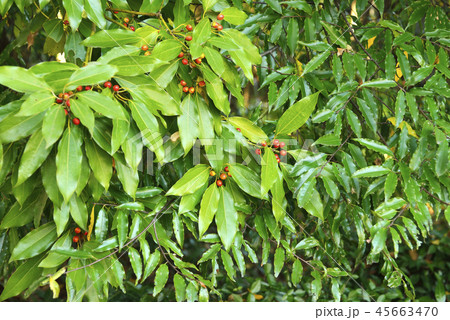 シロダモの実 45663470