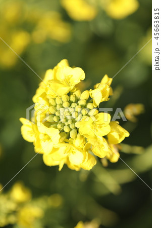 菜の花 菜の花 45663815