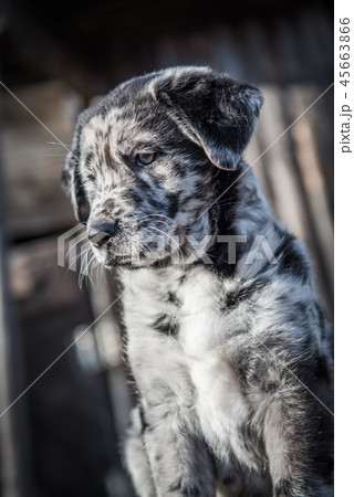 Cute Labrador puppy dog with different color eyes Cute Labrador puppy dog with different color eyes 45663866