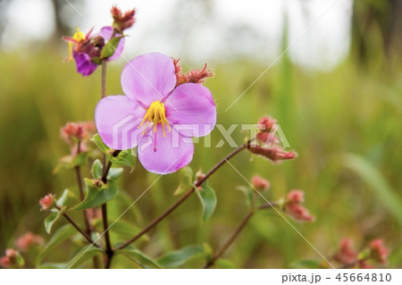 Pink flower 45664810