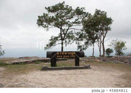 ดูกผาหมาก 45664811