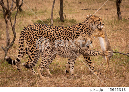Cub claws scrub hare carried by cheetah 45665318