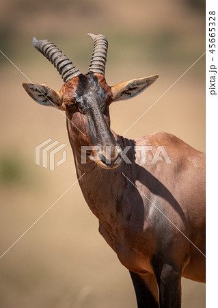 Close-up of male topi turning head right Close-up of male topi turning head right 45665328