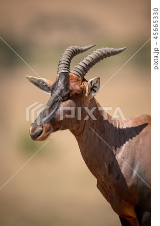 Close-up of male topi standing in savannah Close-up of male topi standing in savannah 45665330