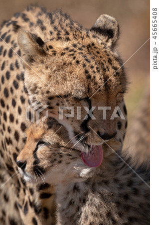 Close-up of cheetah licking cub in sunshine 45665408