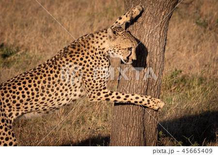 Close-up of cheetah leaning against tree trunk 45665409