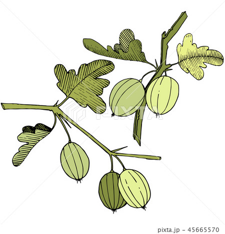 Vector. Black and white engraved ink art. Isolated gooseberry il Vector. Black and white engraved ink art. Isolated gooseberry il 45665570