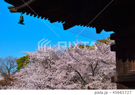 桜景 京都東寺 桜景 京都東寺 45665727