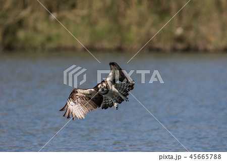 ミサゴ オスプレイ みさご 45665788