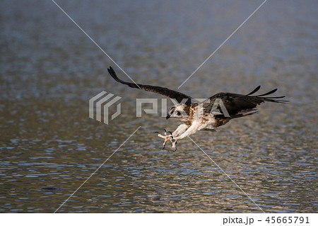 ミサゴ オスプレイ みさご 45665791