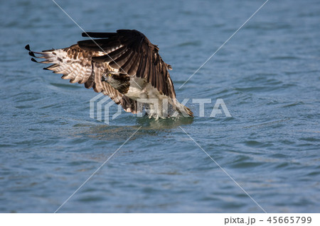 ミサゴ オスプレイ みさご 45665799