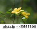 オトギリソウ 45666390