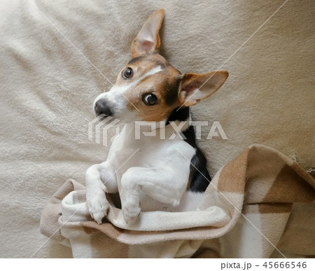 Adult dog wrapped in the chequered blanket 45666546