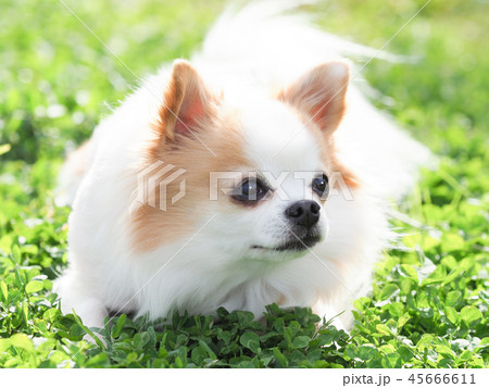 お座りしたチワワ お座りしたチワワ 45666611