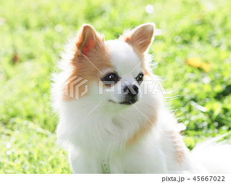 お座りしたチワワの顔 45667022