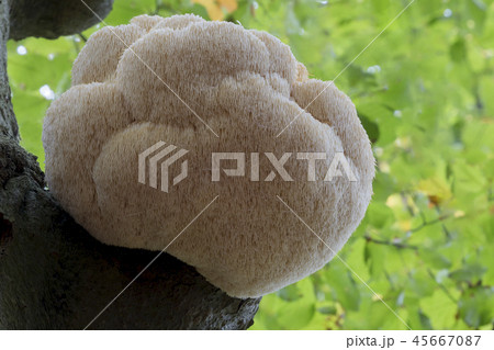 Rare Lion's Mane Mushroom (Hericium erinaceus) Rare Lion's Mane Mushroom (Hericium erinaceus) 45667087