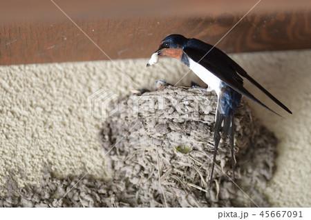 ツバメ 45667091