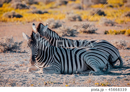 Zebra in bush, Namibia Africa wildlife Zebra in bush, Namibia Africa wildlife 45668339