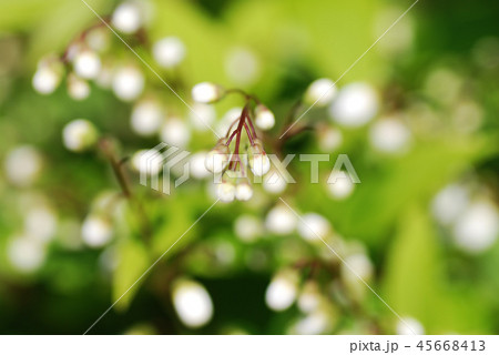 姫うつぎのつぼみ 45668413