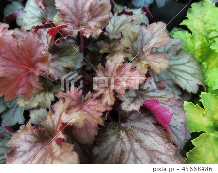 ヒューケラ 45668486