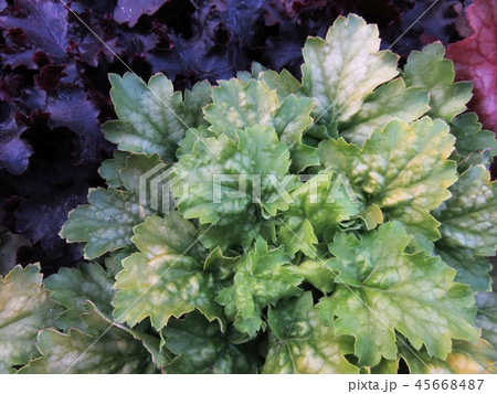 ヒューケラ 45668487