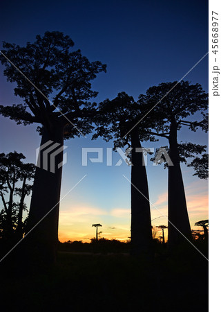 バオバブ街道 バオバブ街道 45668977