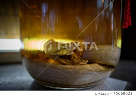 沖縄のハブ酒 45669023