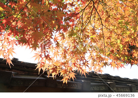 紅葉（イメージ） 45669136