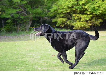 犬 犬 45669548
