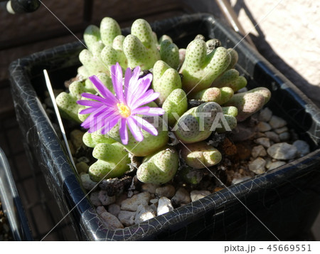 オドラツム開花　Conophytum odoratum 45669551